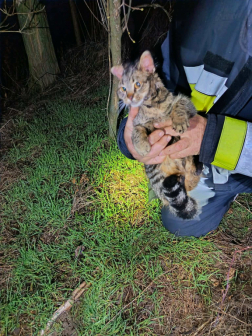 Épségben a macska, egy tűzoltó kezében