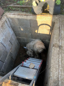 kutyamentés, Nyírtelek