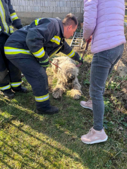 kutyamentés, Nyírtelek