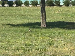 Az anyjukkal a kicsik