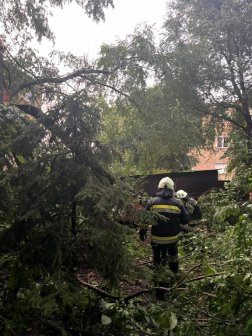 Nagy méretű kidőlt fa miatt avatkoznak be a tűzoltók